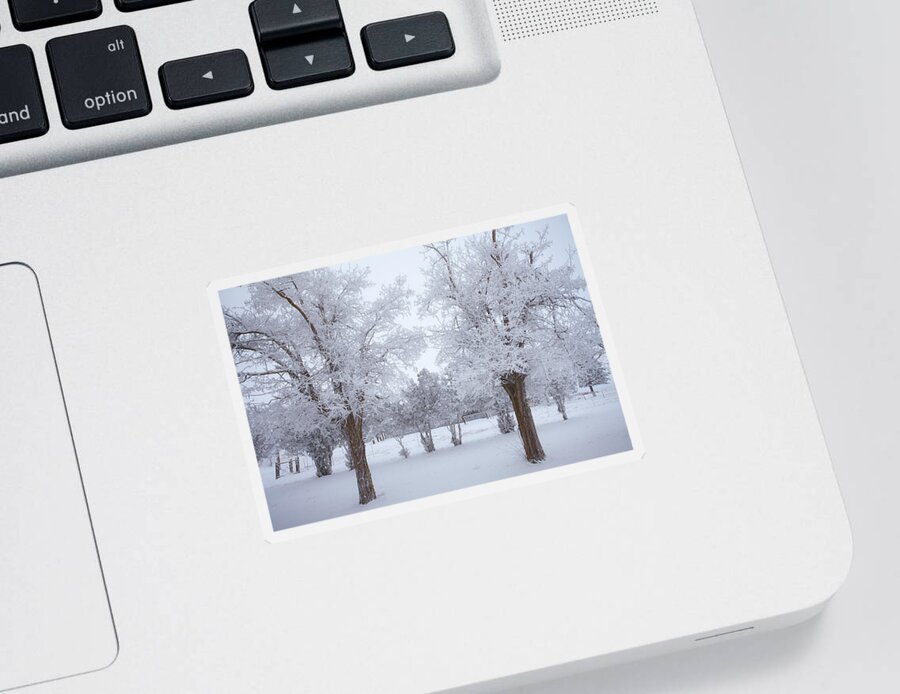  River Sticker featuring the photograph Trees of Winter by Darren White