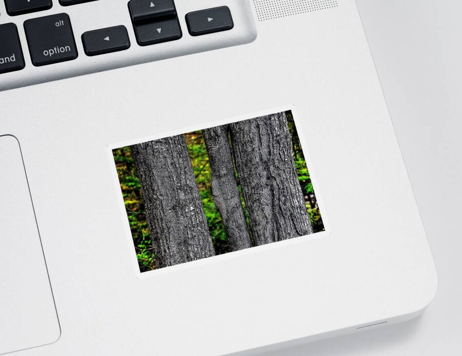 Trees Sticker featuring the photograph Trees by Phyllis Meinke