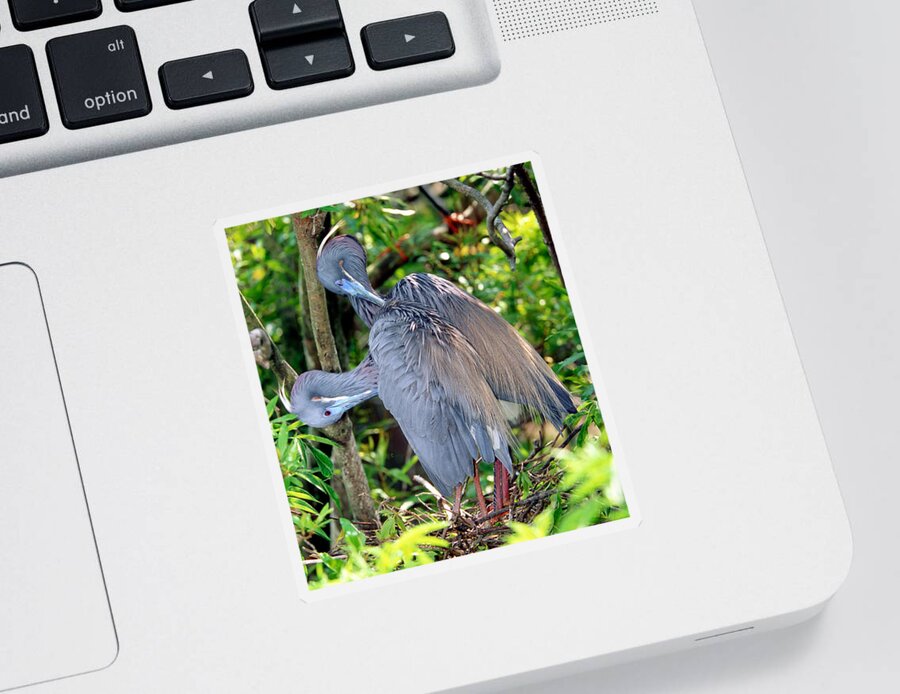 Animal Sticker featuring the photograph Tricolor Heron Adults Preening by Millard H. Sharp