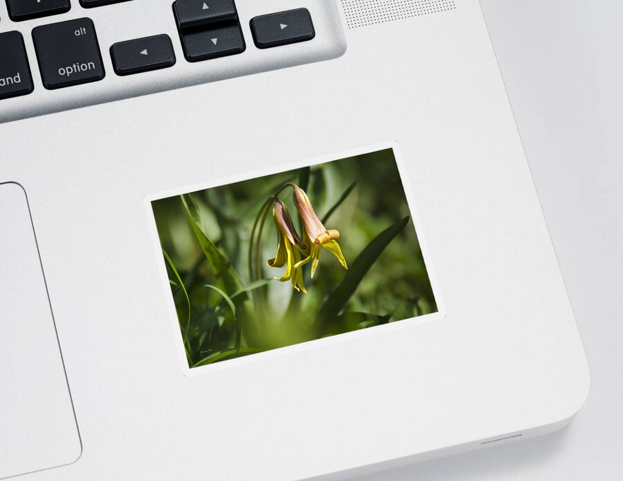 Trout Lily Sticker featuring the photograph Trout Lily Flowers by Christina Rollo