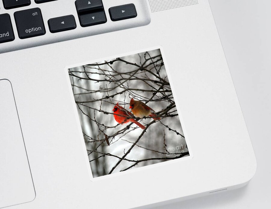 Cardinals Sticker featuring the photograph True Love Cardinal by Peggy Franz