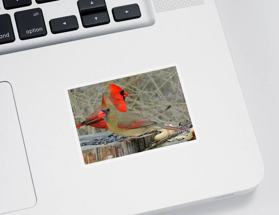 Cardinals Sticker featuring the photograph True Love by Tami Quigley