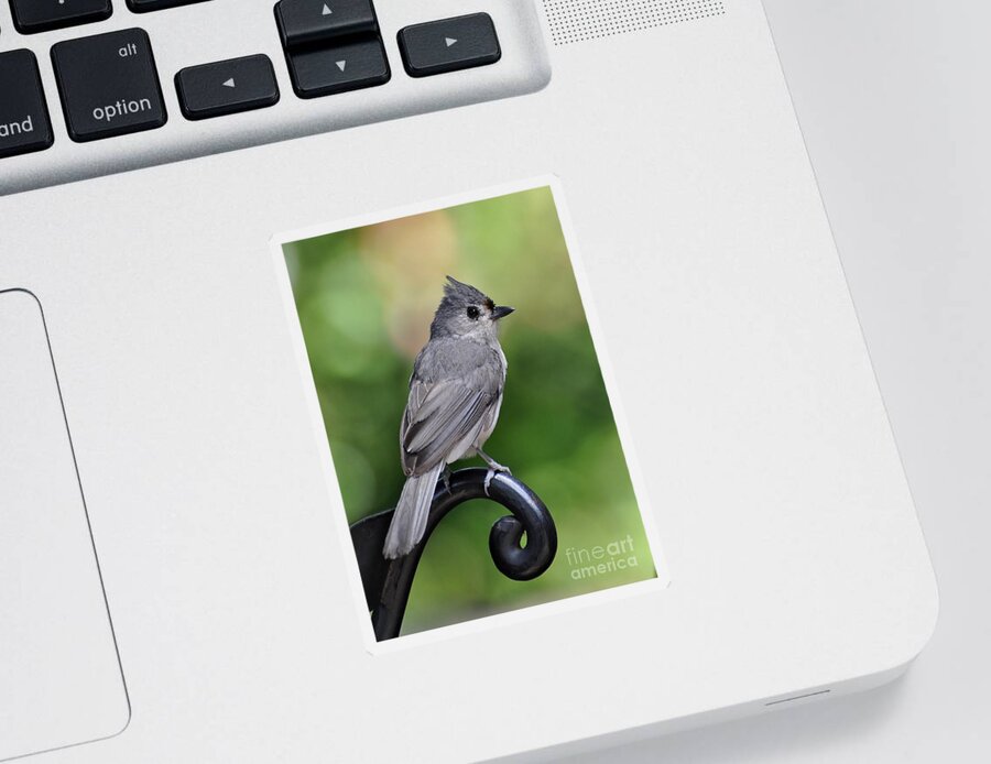 Birds Sticker featuring the photograph Tufted Titmouse by Kathy Baccari