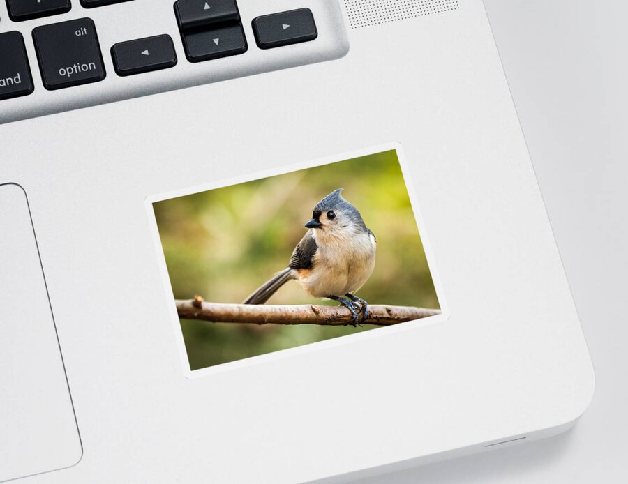 Eye Sticker featuring the photograph Tufted Titmouse perched on a branch by Mihai Andritoiu