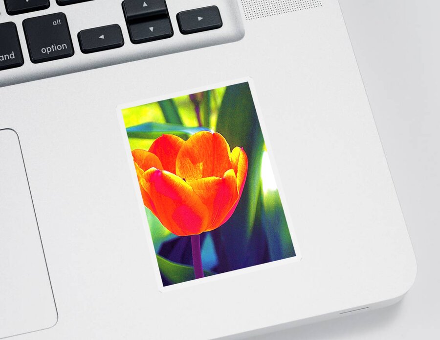 Tulip Sticker featuring the photograph Tulip 2 by Pamela Cooper