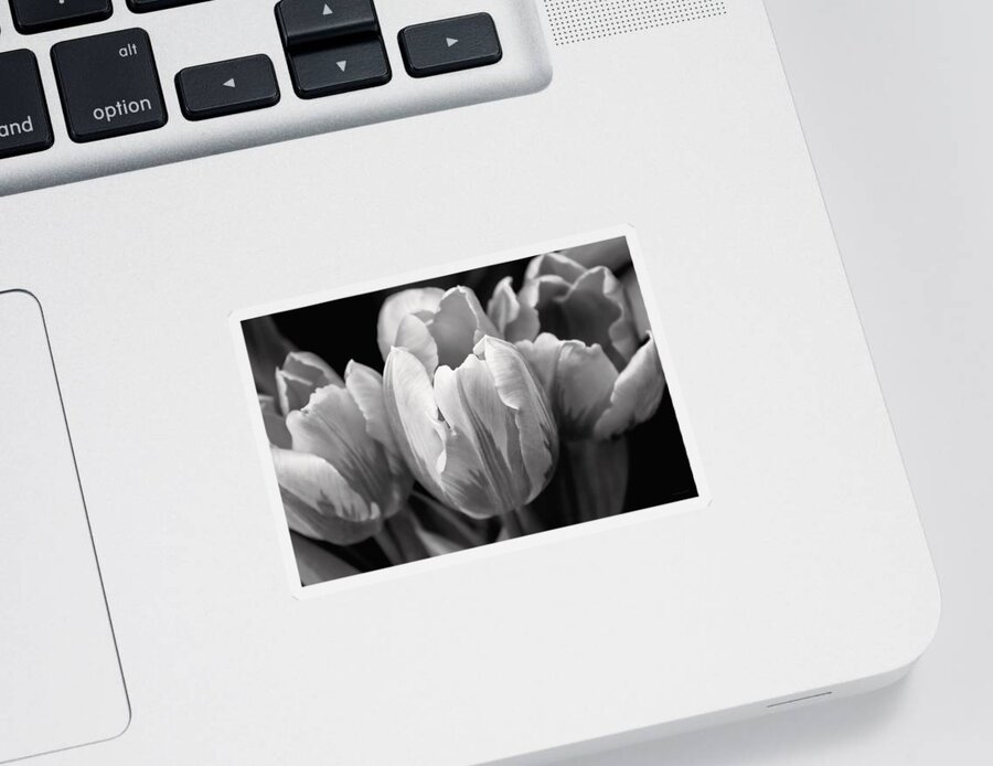Tulip Sticker featuring the photograph Tulip Flowers Black and White by Jennie Marie Schell