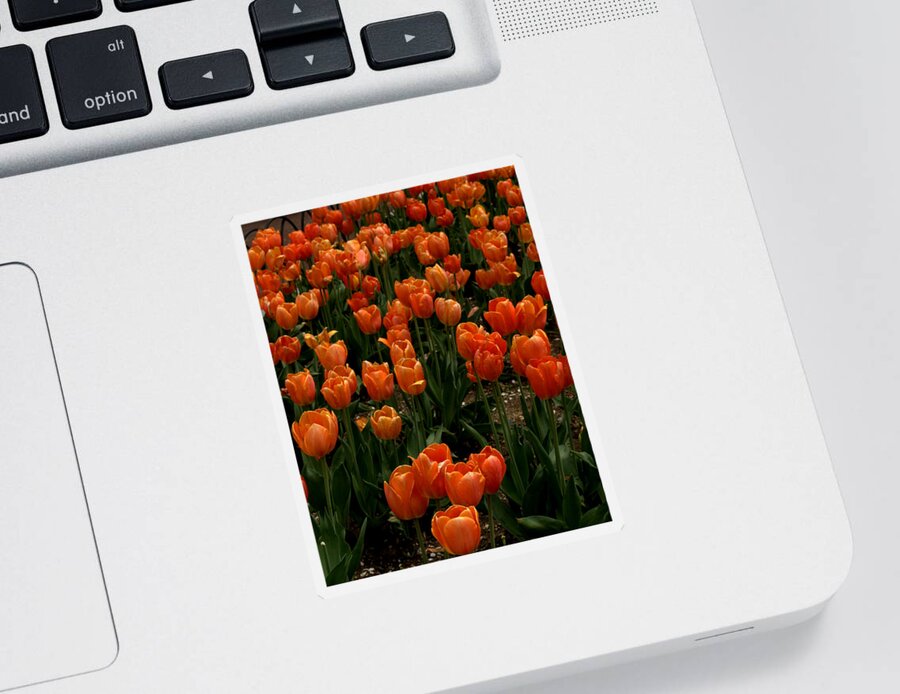 Flowers Sticker featuring the photograph Tulip Time by Caroline Stella