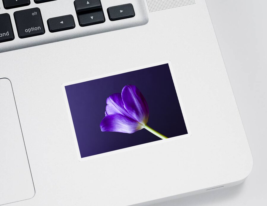 Blossom Sticker featuring the photograph Tulips Bloom As They Are Told by Christi Kraft