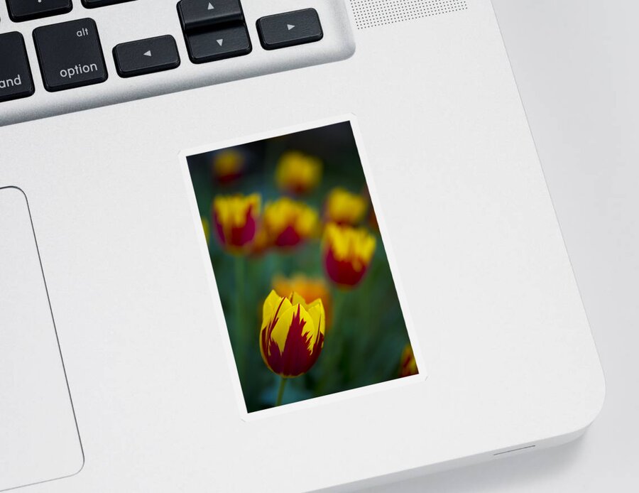 Tulips Sticker featuring the photograph Tulips by Chevy Fleet