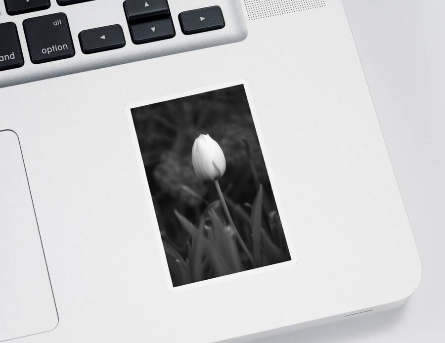 Tulip Sticker featuring the photograph Tulips - Infrared 01 by Pamela Critchlow