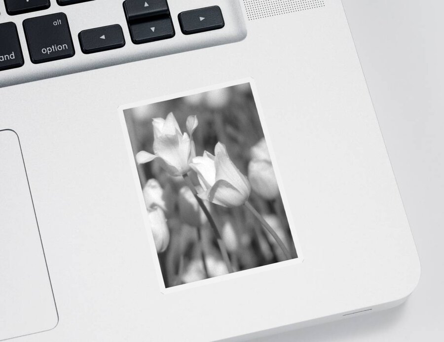 Tulip Sticker featuring the photograph Tulips - Infrared 14 by Pamela Critchlow