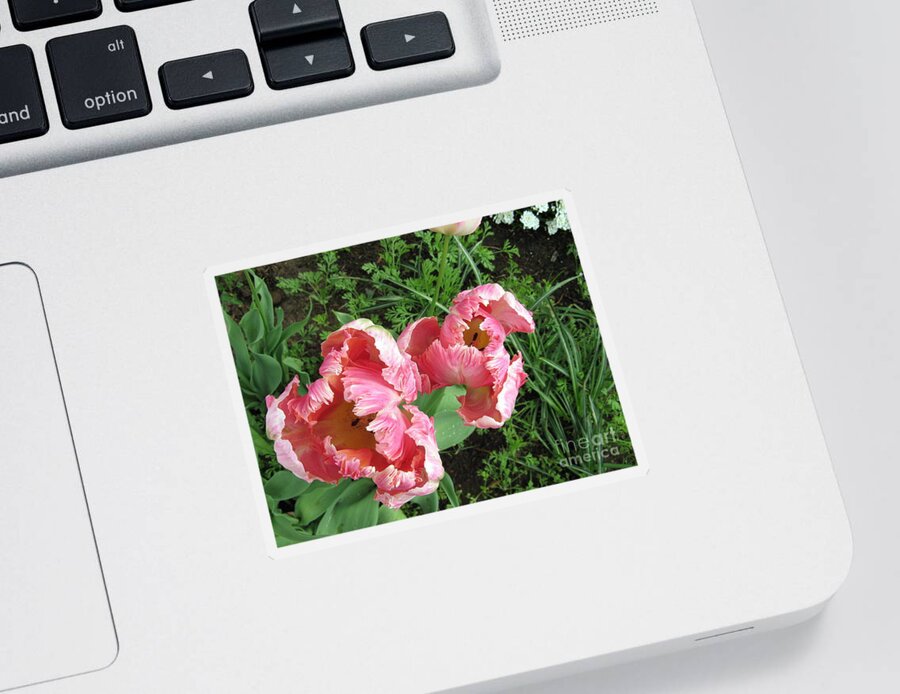 Sticker featuring the photograph Tulips by Mars Besso
