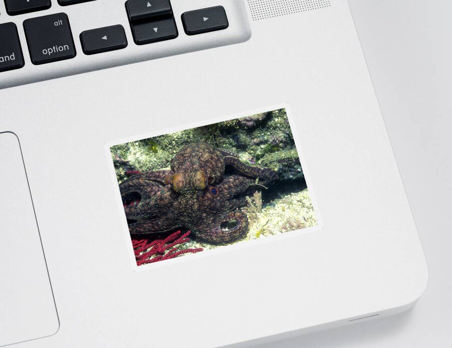 Animal Sticker featuring the photograph Twin Spot Octopus by Greg Ochocki