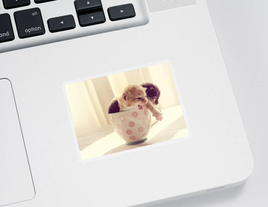 Two Sticker featuring the photograph Two Cute Kittens in a Cup by Spikey Mouse Photography