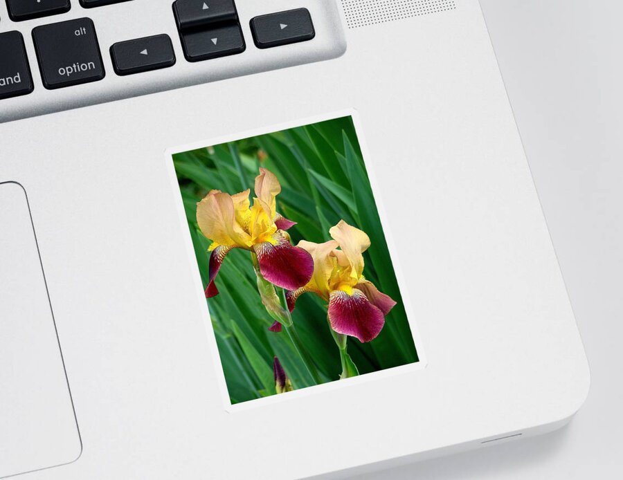 Fine Art Sticker featuring the photograph Two Iris by Rodney Lee Williams