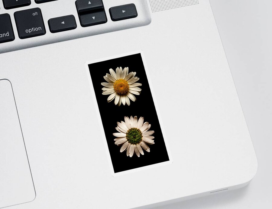 Daisy Sticker featuring the photograph Two Sides To Every Daisy No Text by Weston Westmoreland