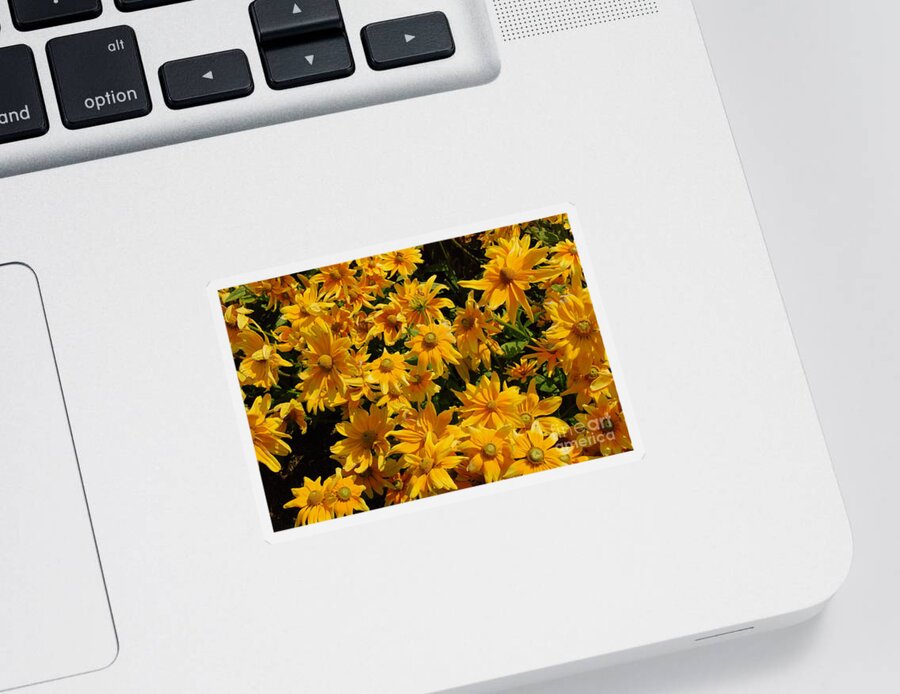 Two Toned Sticker featuring the photograph Two Toned Yellow Blooms by Eunice Miller