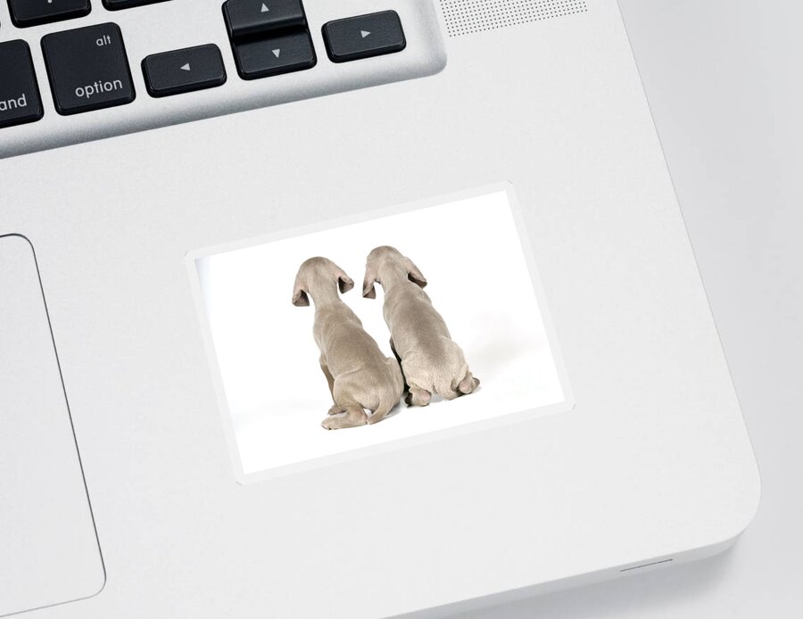 Dog Sticker featuring the photograph Two Weimaraner Puppies by John Daniels
