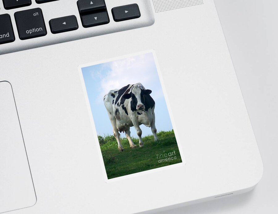 Cows Sticker featuring the photograph Vermont Dairy Cow by Eunice Miller