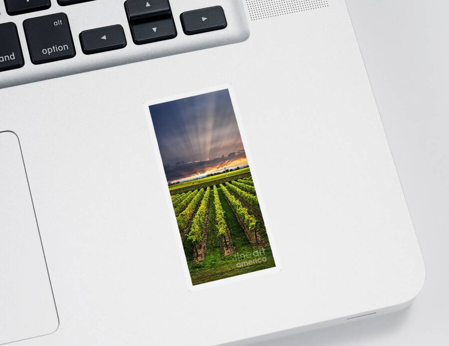 Vineyard Sticker featuring the photograph Vineyard and sunset sky by Elena Elisseeva