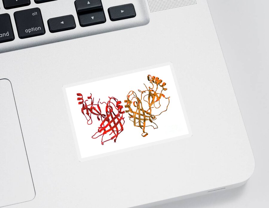 Science Sticker featuring the photograph Vp40, Molecular Model by Evan Oto