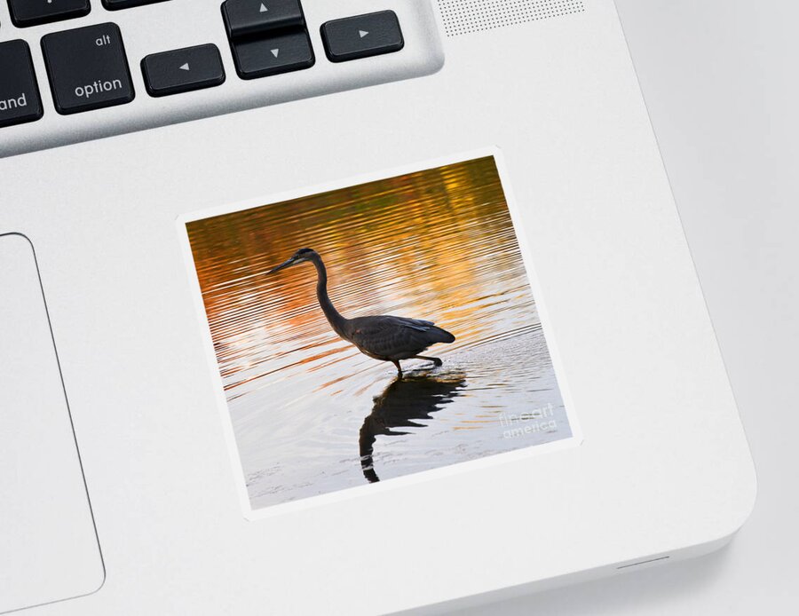 Blue Heron Sticker featuring the photograph Wading For You by Judy Wolinsky