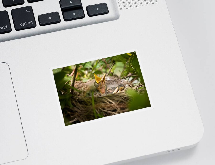 Spring Sticker featuring the photograph Waiting to Be Fed-Robin by John Magyar Photography