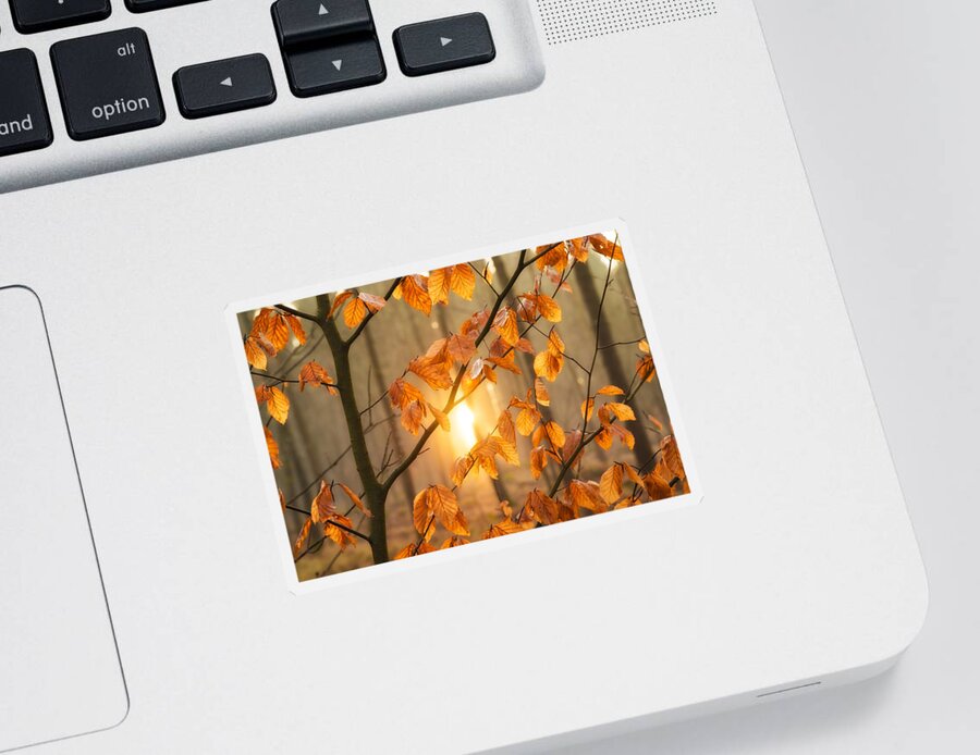 Leaves Sticker featuring the photograph Warm orange light and brown leaves in the forest by Matthias Hauser