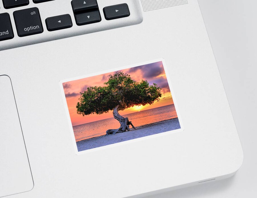Tree Sticker featuring the photograph Watapana Tree - Aruba by DJ Florek