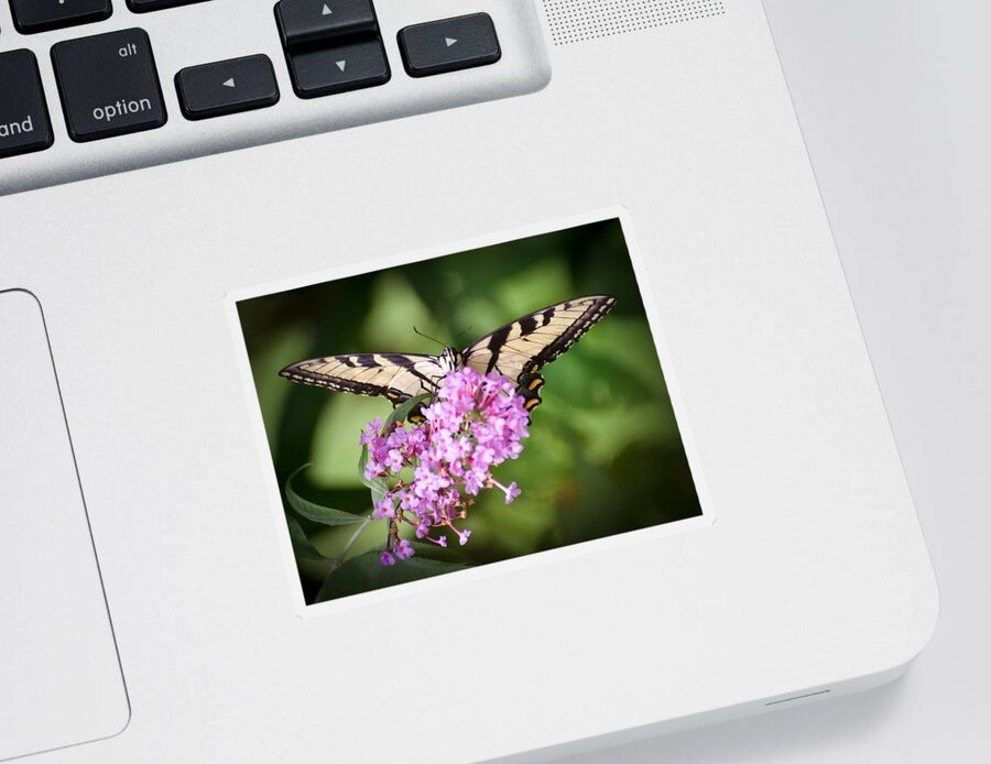 Tiger Swallowtail Butterfly Sticker featuring the photograph Watching by Kerri Farley