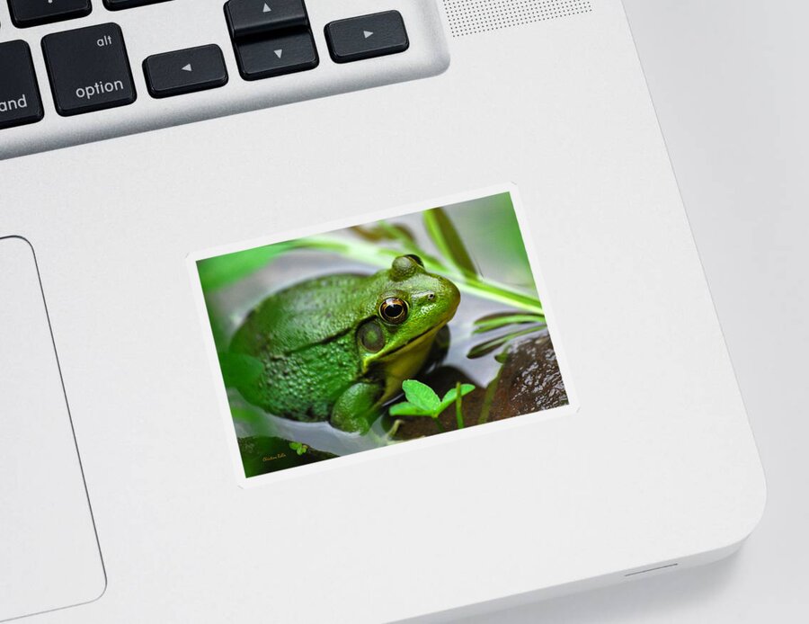 Frog Sticker featuring the photograph Water Garden by Christina Rollo