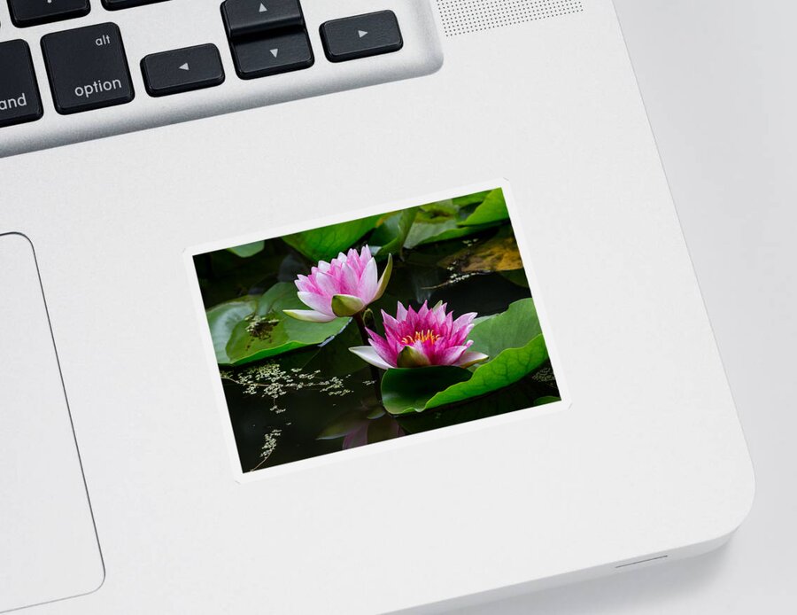 Water Garden Delight Sticker featuring the photograph Water Garden Delight by Dale Kincaid
