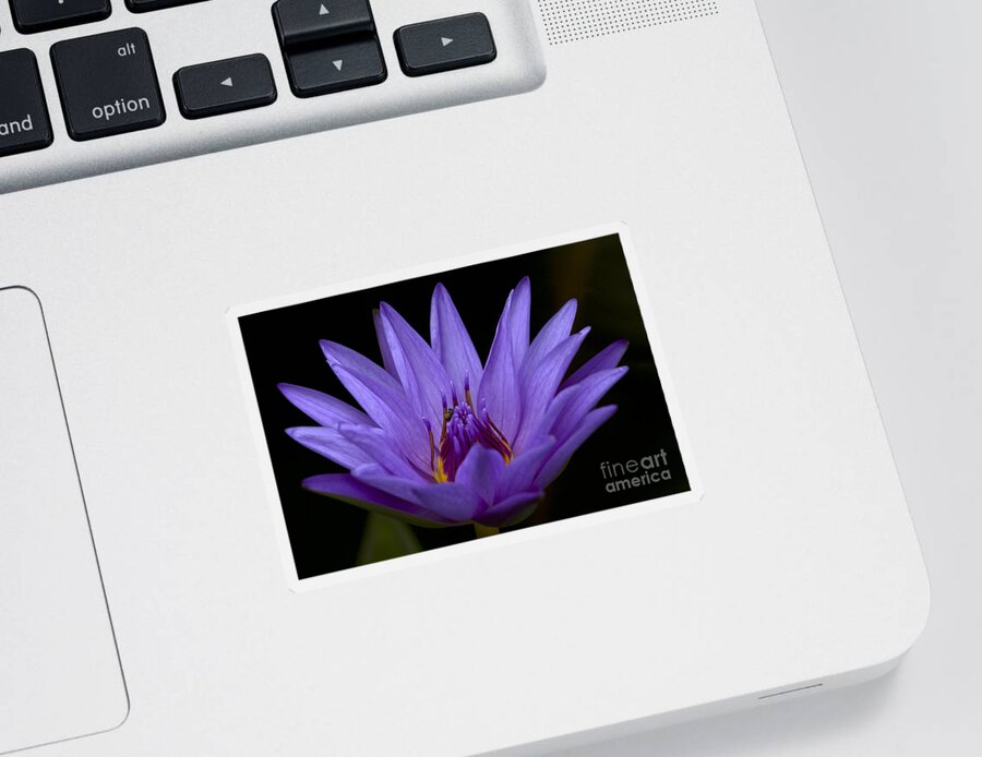 Water Lily Sticker featuring the photograph Water Lily Photo by Meg Rousher