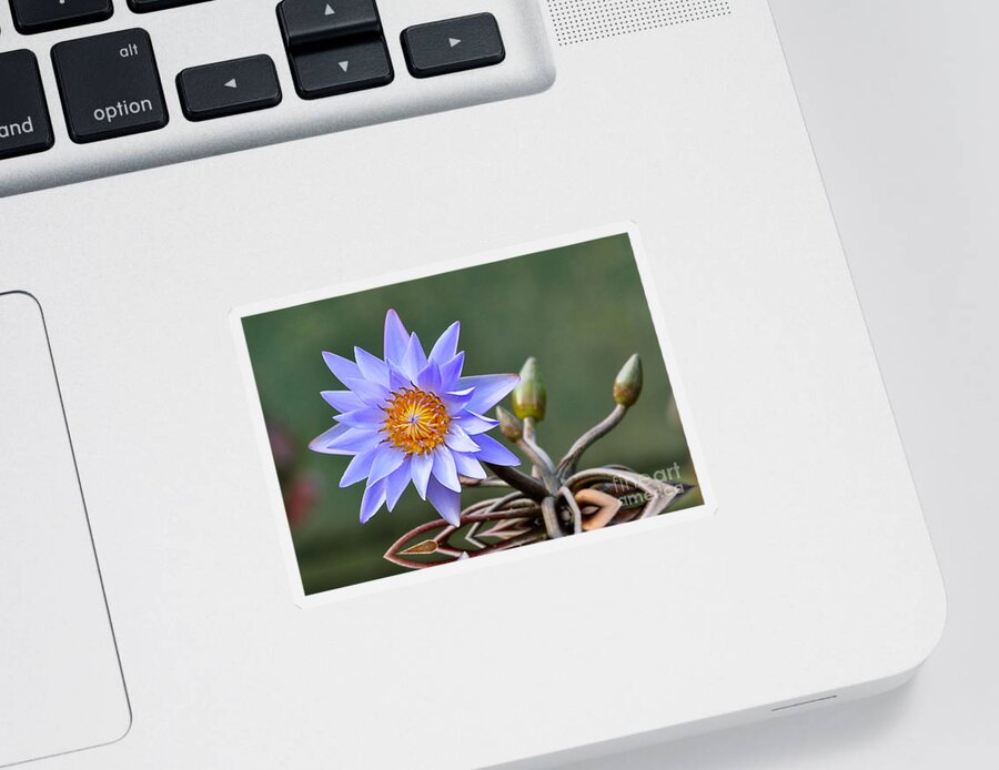 Flowers Sticker featuring the photograph Water Lily Reflections by Kathy Baccari