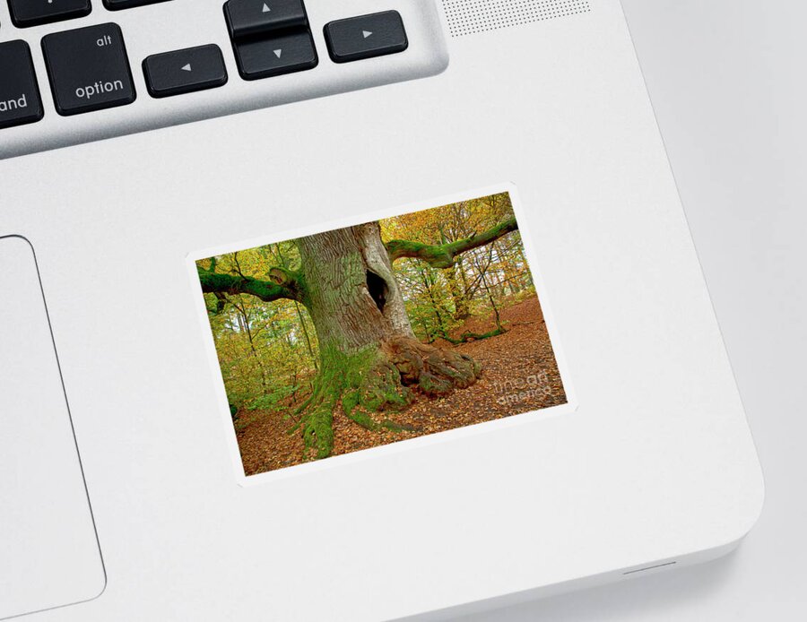 Tree Sticker featuring the photograph We are here since 1000 years 2 by Heiko Koehrer-Wagner