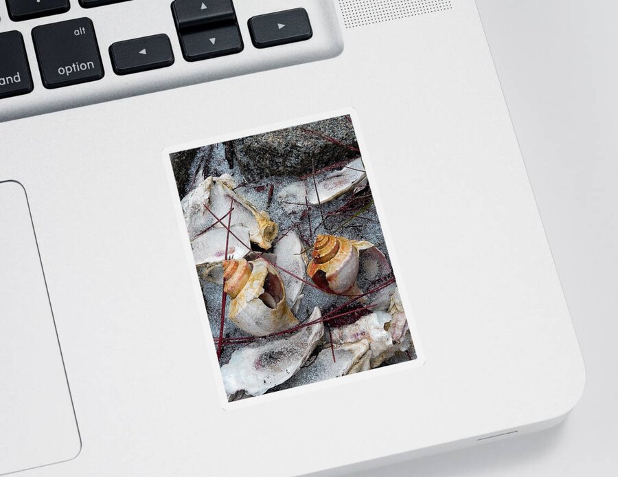Sea Shells Sticker featuring the photograph We Called It Snowmaggedon by Patricia Greer