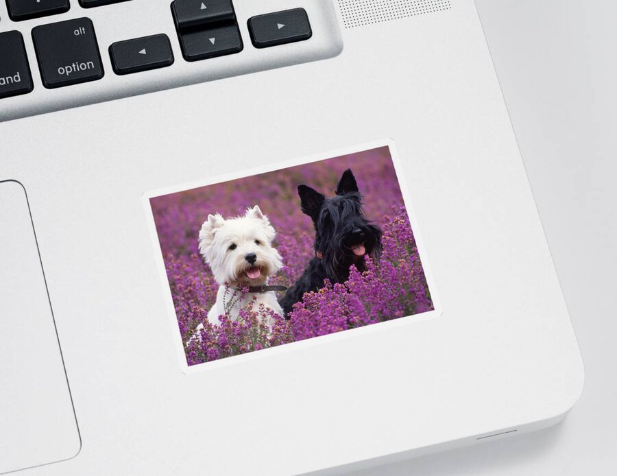 West Highland White Terrier Sticker featuring the photograph Westie And Scottie Dogs by John Daniels