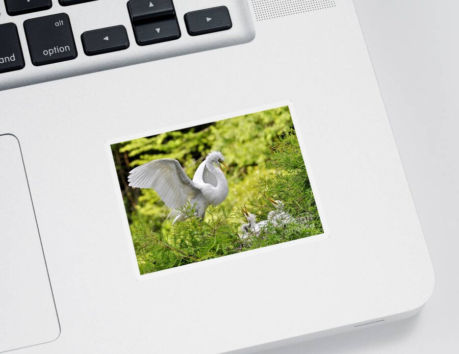Egret Sticker featuring the photograph Where's Our Lunch Ma by Kathy Baccari
