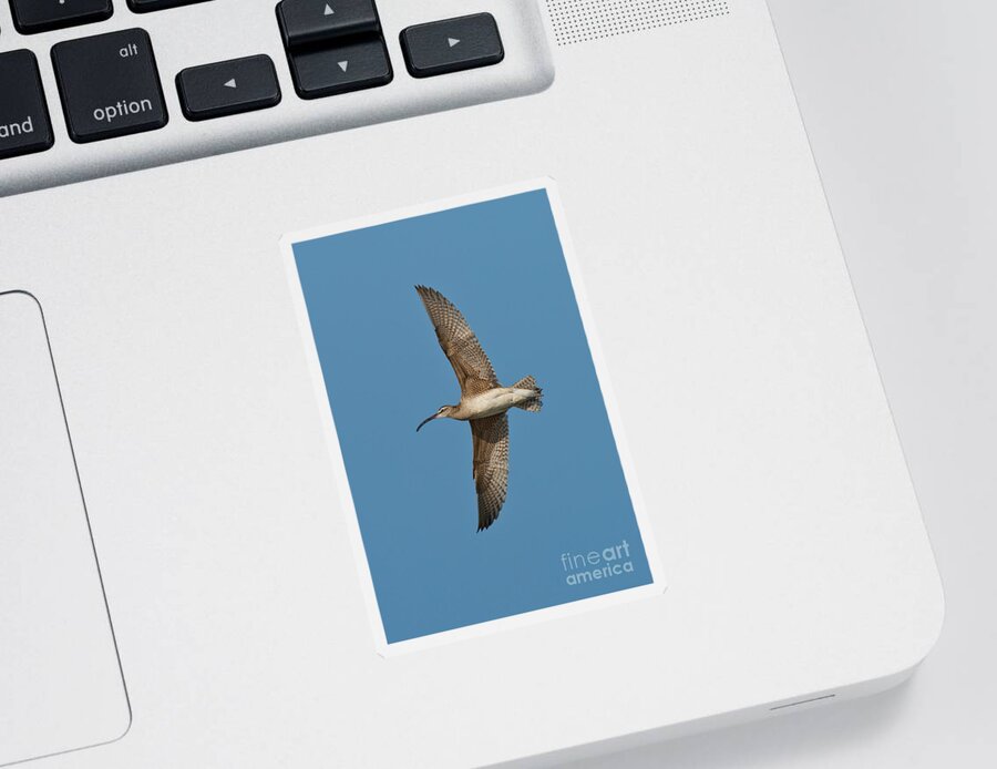 Fauna Sticker featuring the photograph Whimbrel In Flight by Anthony Mercieca
