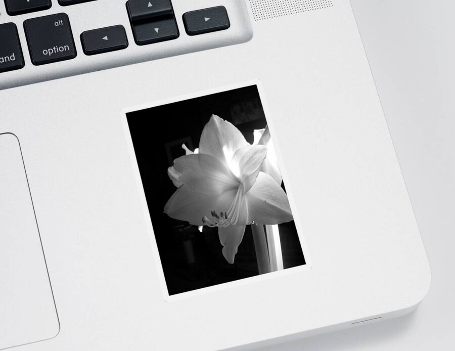 Amaryllis Sticker featuring the photograph White Amaryllis by Patricia Greer