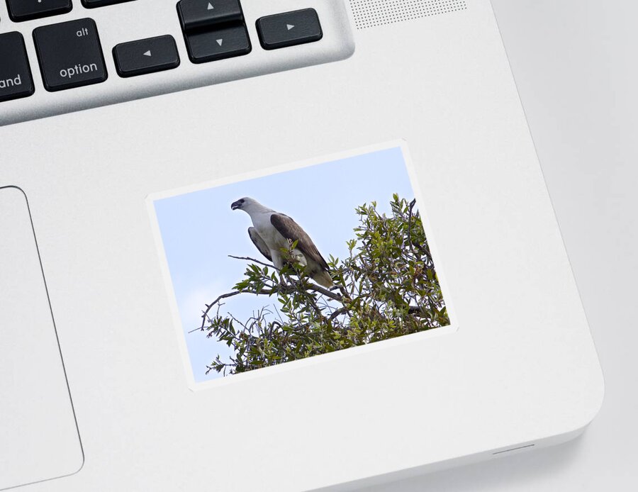 Birds Sticker featuring the photograph White Bellied Sea Eagle, Australia by Venetia Featherstone-Witty