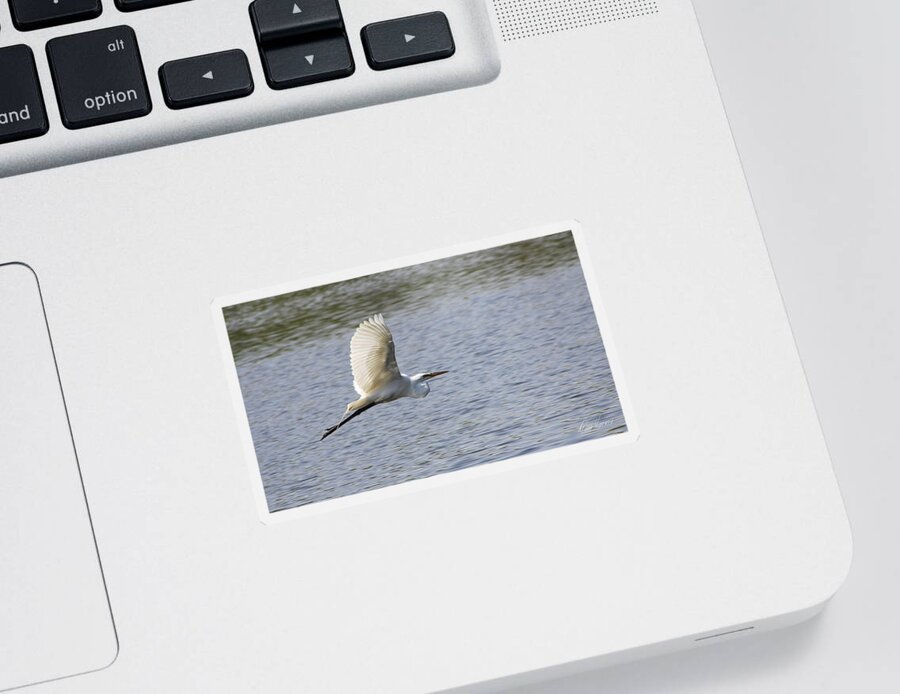 Egret Sticker featuring the photograph White Egret Flying by Diana Haronis