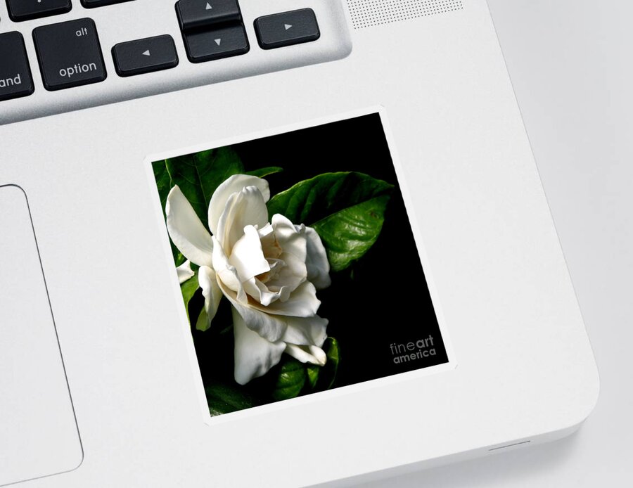 Gardenias Sticker featuring the photograph White Gardenia by Rose Santuci-Sofranko