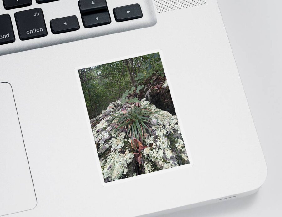 Nature Sticker featuring the photograph White lichen by Robert Nickologianis