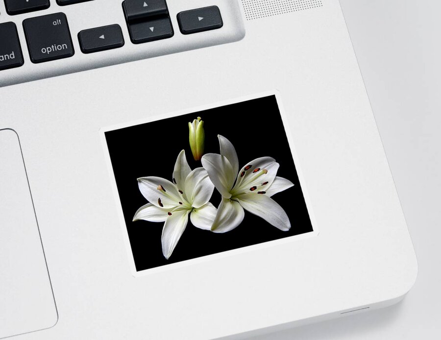 Flowers Sticker featuring the photograph White Lilies I Still Life Flower Art Poster by Lily Malor