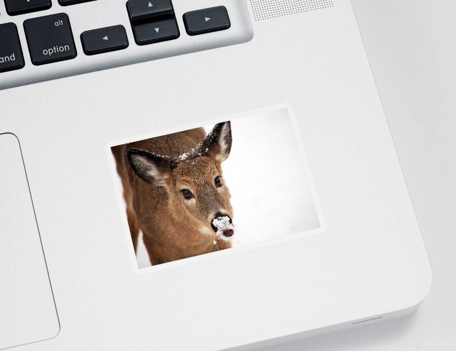 Deer Sticker featuring the photograph White On The Nose by Karol Livote