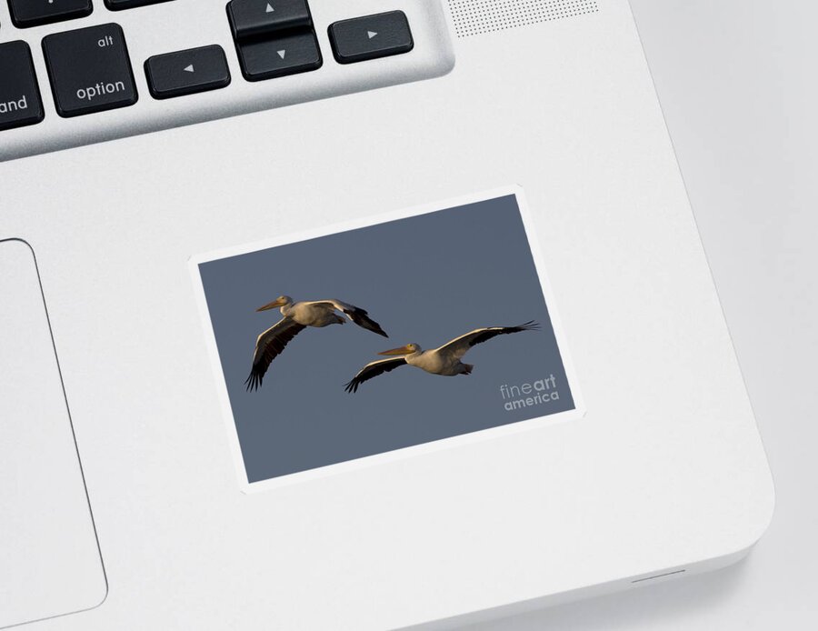 American White Pelican Sticker featuring the photograph White Pelican Photograph by Meg Rousher