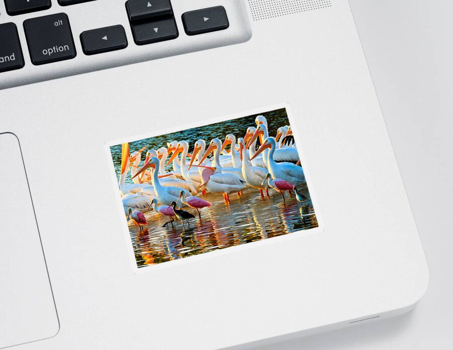 Pelican Sticker featuring the photograph White Pelicans by Ben Graham