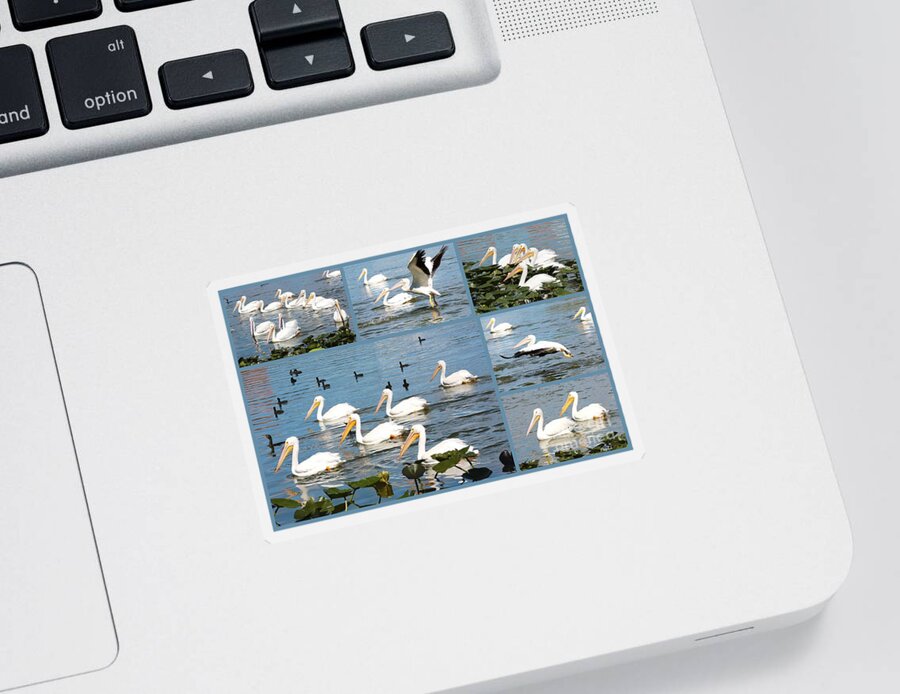 White Pelicans Sticker featuring the photograph White Pelicans Collage by Carol Groenen