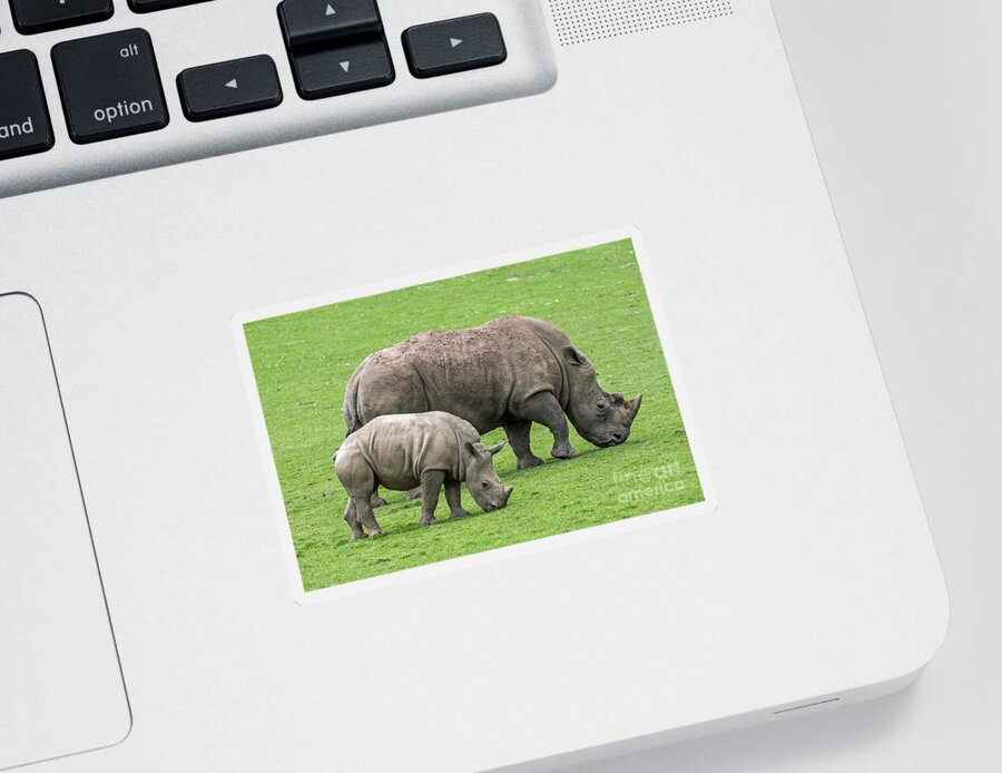 White Rhino Sticker featuring the photograph White rhino 8 by Arterra Picture Library